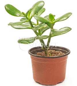 Crassula (Money Tree) plant in a pot.